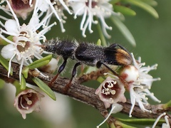 Phlogistus chrysurus