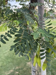 Tipuana tipu