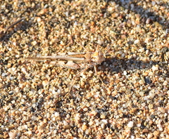 Acrotylus longipes