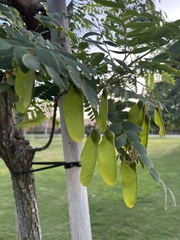 Tipuana tipu
