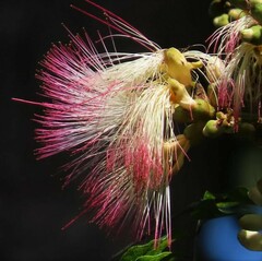 Archidendron grandiflorum
