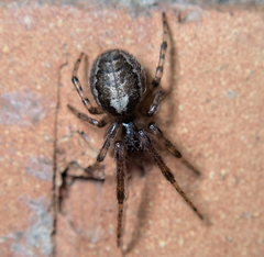Zygiellinae