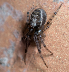 Zygiellinae