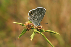 Hemiargus ceraunus