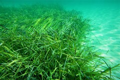 Heteroscarus acroptilus