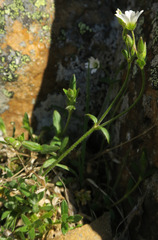 Cerastium beeringianum