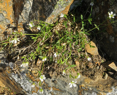 Cerastium beeringianum