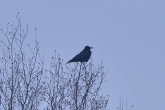 Corvus corone orientalis