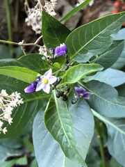 Solanum corymbosum