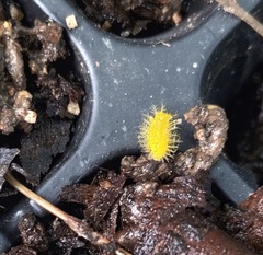 Epilachna varivestis