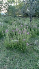 Vernonanthura nudiflora