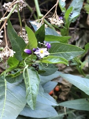 Solanum corymbosum