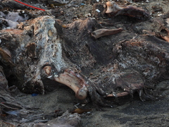 Zalophus californianus