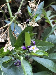 Solanum corymbosum