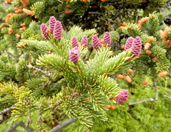 Abies balsamea