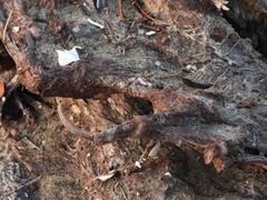 Zalophus californianus