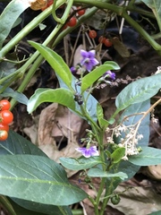 Solanum corymbosum