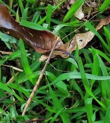 Candovia annulata