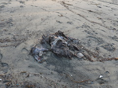 Zalophus californianus