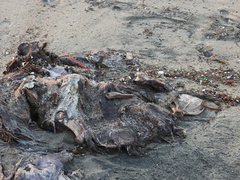 Zalophus californianus