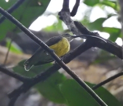 Arachnothera longirostra