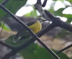 Arachnothera longirostra