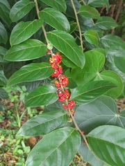 Glochidion philippicum