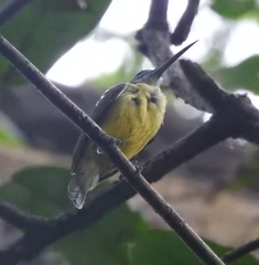 Arachnothera longirostra