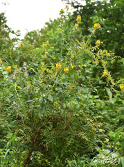 Crotalaria incana