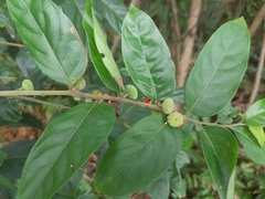 Glochidion philippicum