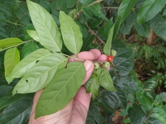 Glochidion philippicum