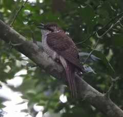 Cacomantis sonneratii