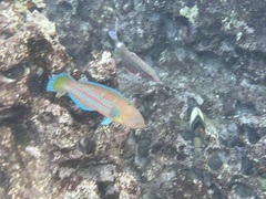 Thalassoma trilobatum