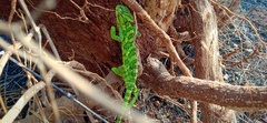 Chamaeleo zeylanicus