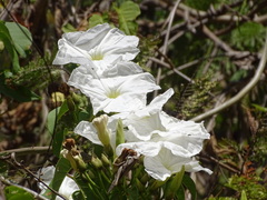 Ipomoea populina