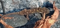 Chamaeleo zeylanicus