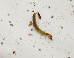 Hydrobiosidae