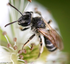 Andrena nasonii