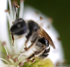 Andrena nasonii