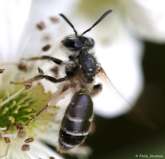 Andrena nasonii