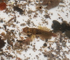 Ameletopsis perscitus