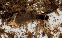 Archichauliodes diversus