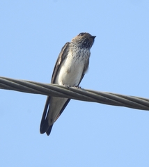 Petrochelidon fluvicola