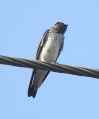 Petrochelidon fluvicola