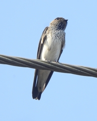 Petrochelidon fluvicola
