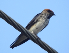 Petrochelidon fluvicola