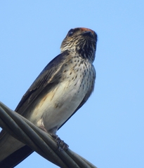 Petrochelidon fluvicola