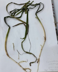 Cymodocea nodosa