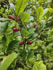 Synsepalum dulcificum