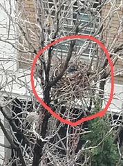 Streptopelia senegalensis